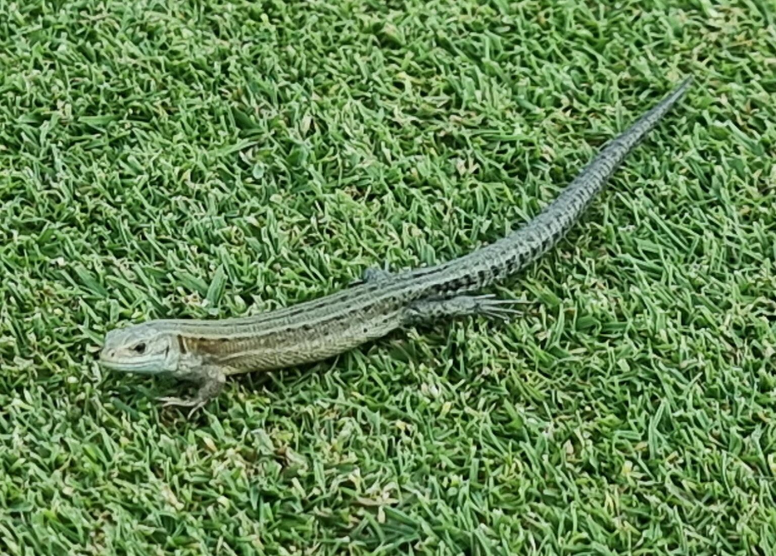 I saw what I think is a sand lizard, one of the UK's rarest reptiles on the golf course