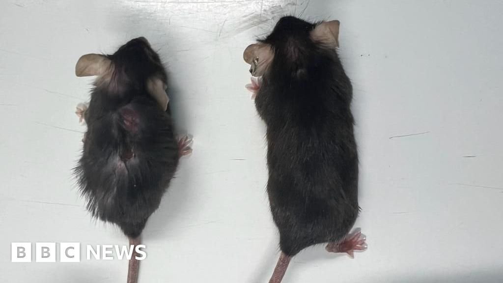 Anti-ageing 'supermodel granny' drug extends life in animal tests