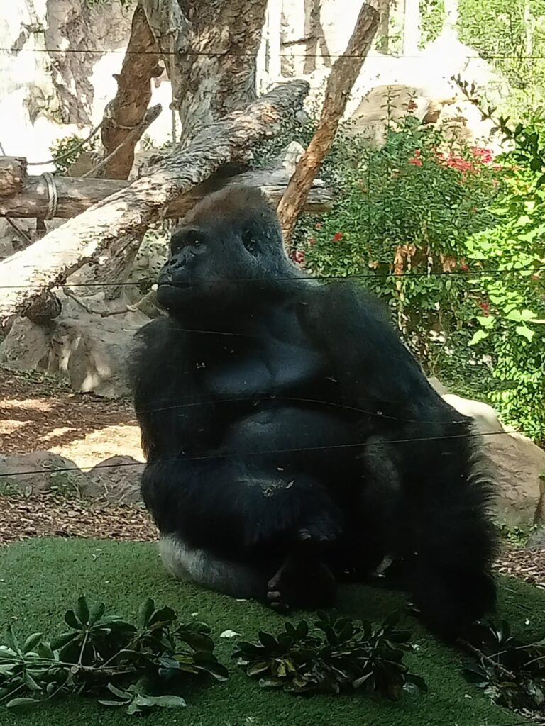 Photos of Loro Parque, a zoo in Tenerife