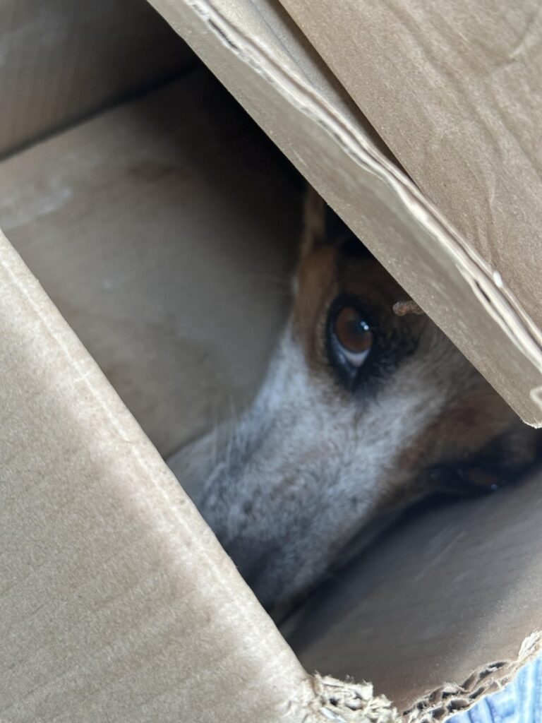 We’re searching for loving home for a 3 leg stray dog