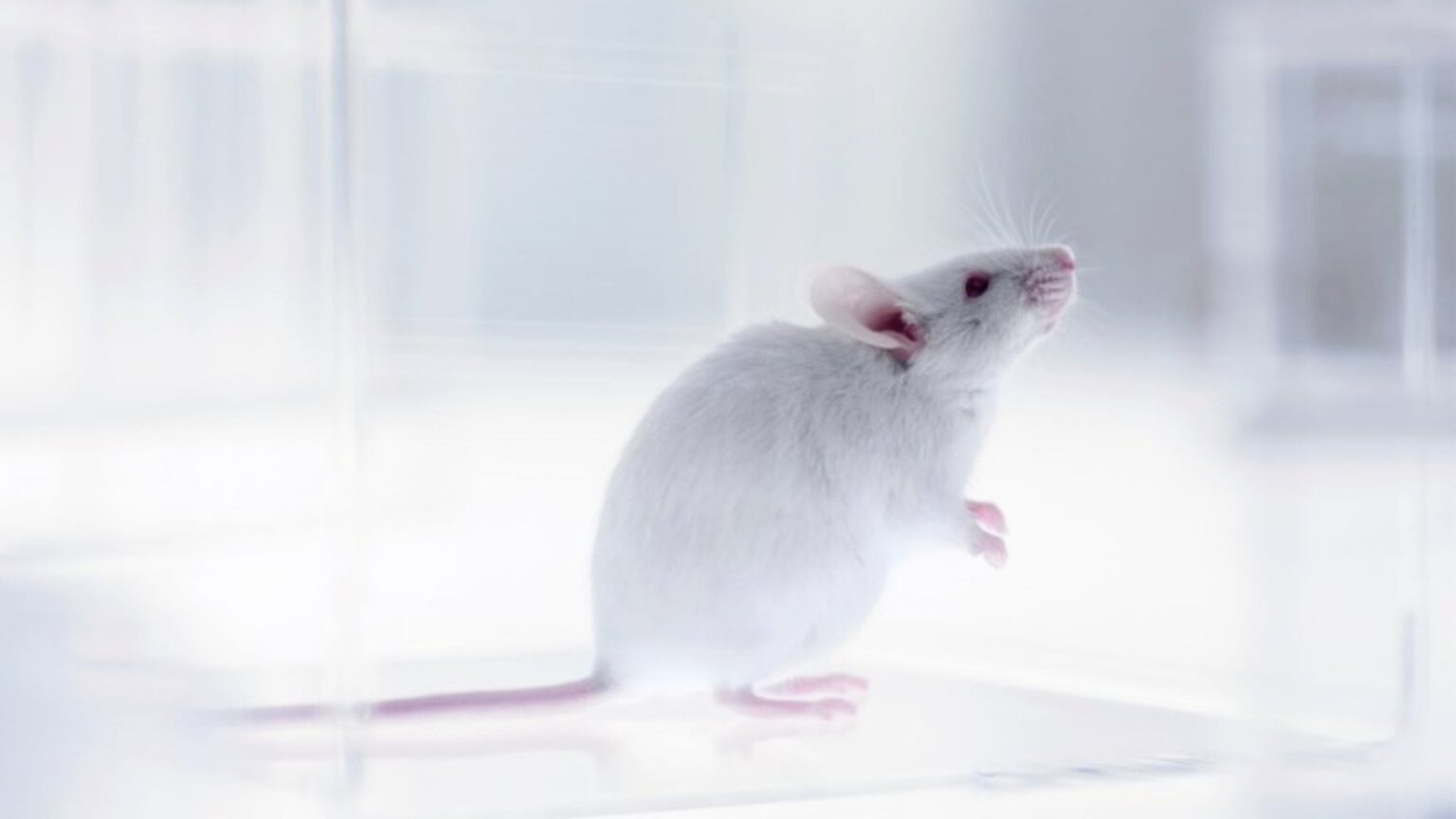 World’s first mouse model with fully functional human immune system developed | This new approach may offer a viable alternative to the use of non-human primates in immunological and microbiological research. World’s first mouse model with fully functional human immune system developed | This new approach may offer a viable alternative to the use of non-human primates in immunological and microbiological research.