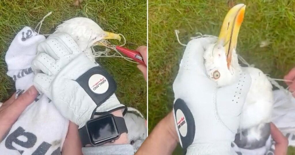 Men untangle seagull trapped in net on golf course and feed it Greggs