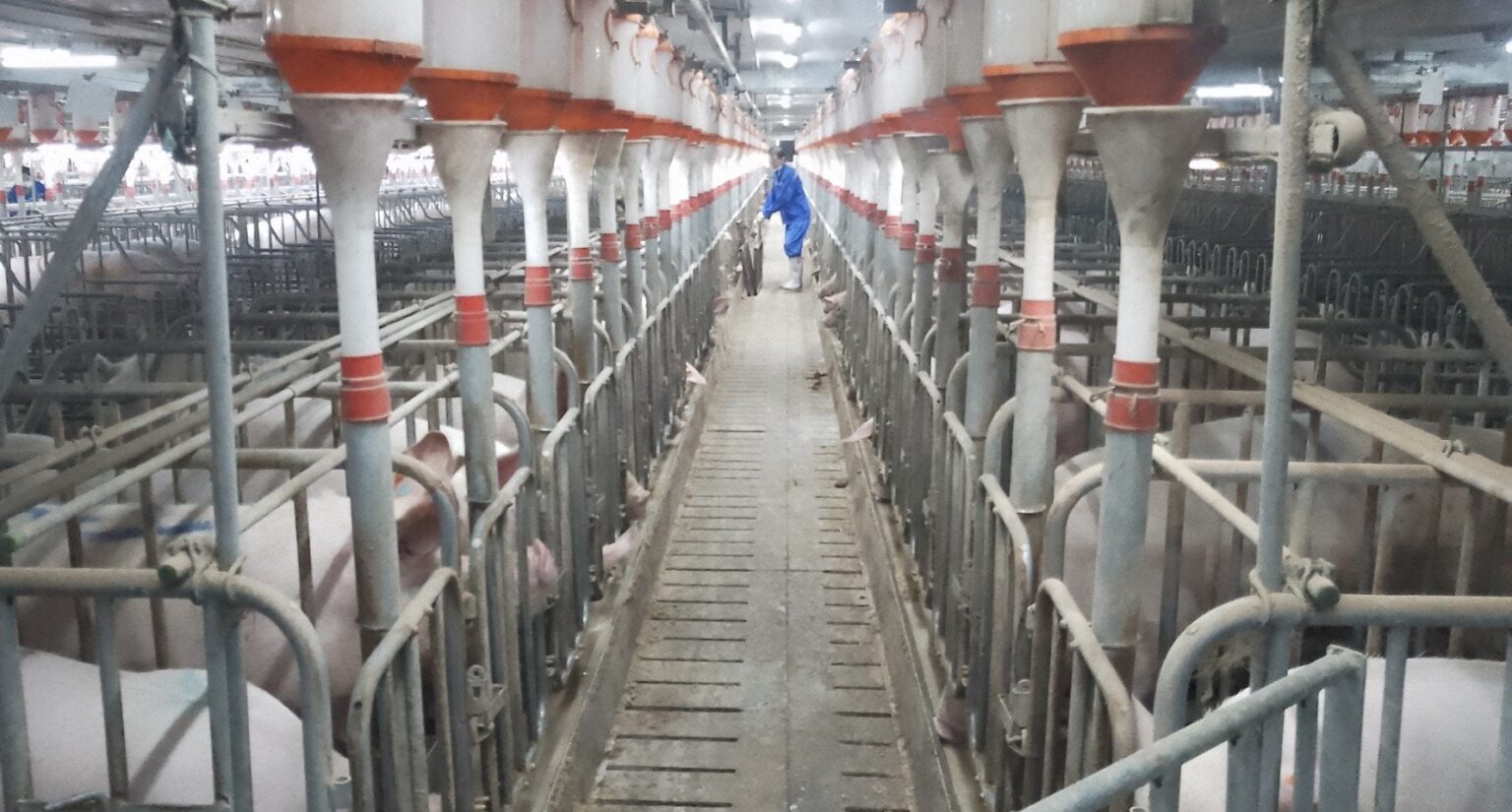 Intensive farming could raise risk of new pandemics | Industrialized farming is often thought to reduce the risk of zoonotic diseases, instead it intensifies agriculture “are at best uncertain and at worst may contribute to EID (emerging infectious disease) risk”. Intensive farming could raise risk of new pandemics | Industrialized farming is often thought to reduce the risk of zoonotic diseases, instead it intensifies agriculture “are at best uncertain and at worst may contribute to EID (emerging infectious disease) risk”.