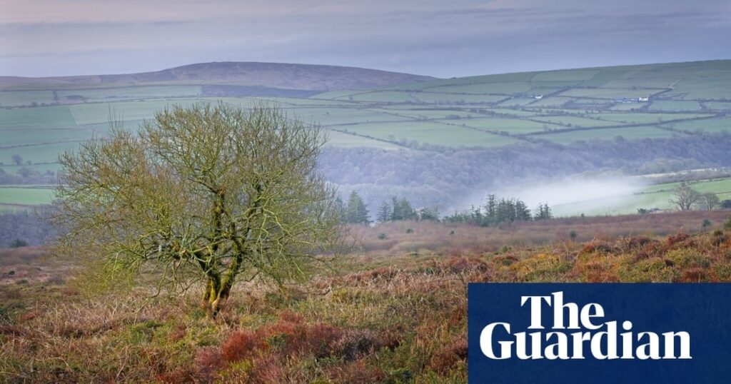 Lost area of Welsh rainforest to be returned to ancient glory