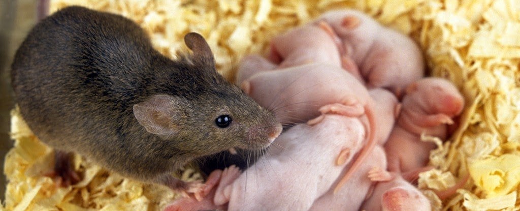 Scientists Achieve Remote Mind Control in Mice
