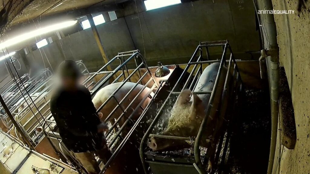 Tesco suspends pig supplier after footage of ‘abysmal conditions’
