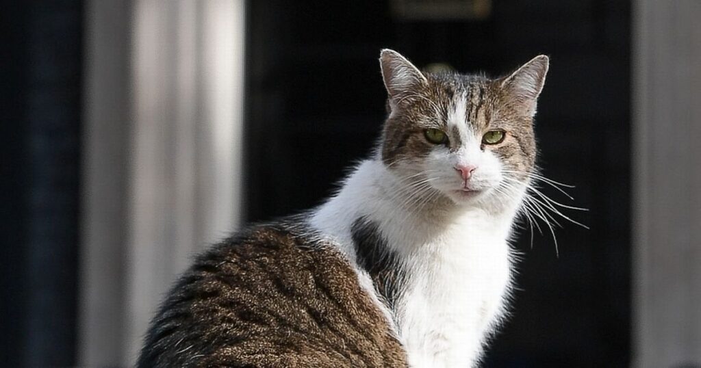 What happens to Larry the Cat? Beloved pet's future revealed as he gets new family