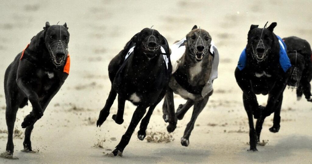 Bill to ban greyhound racing earns support with 'writing on the wall' for sport