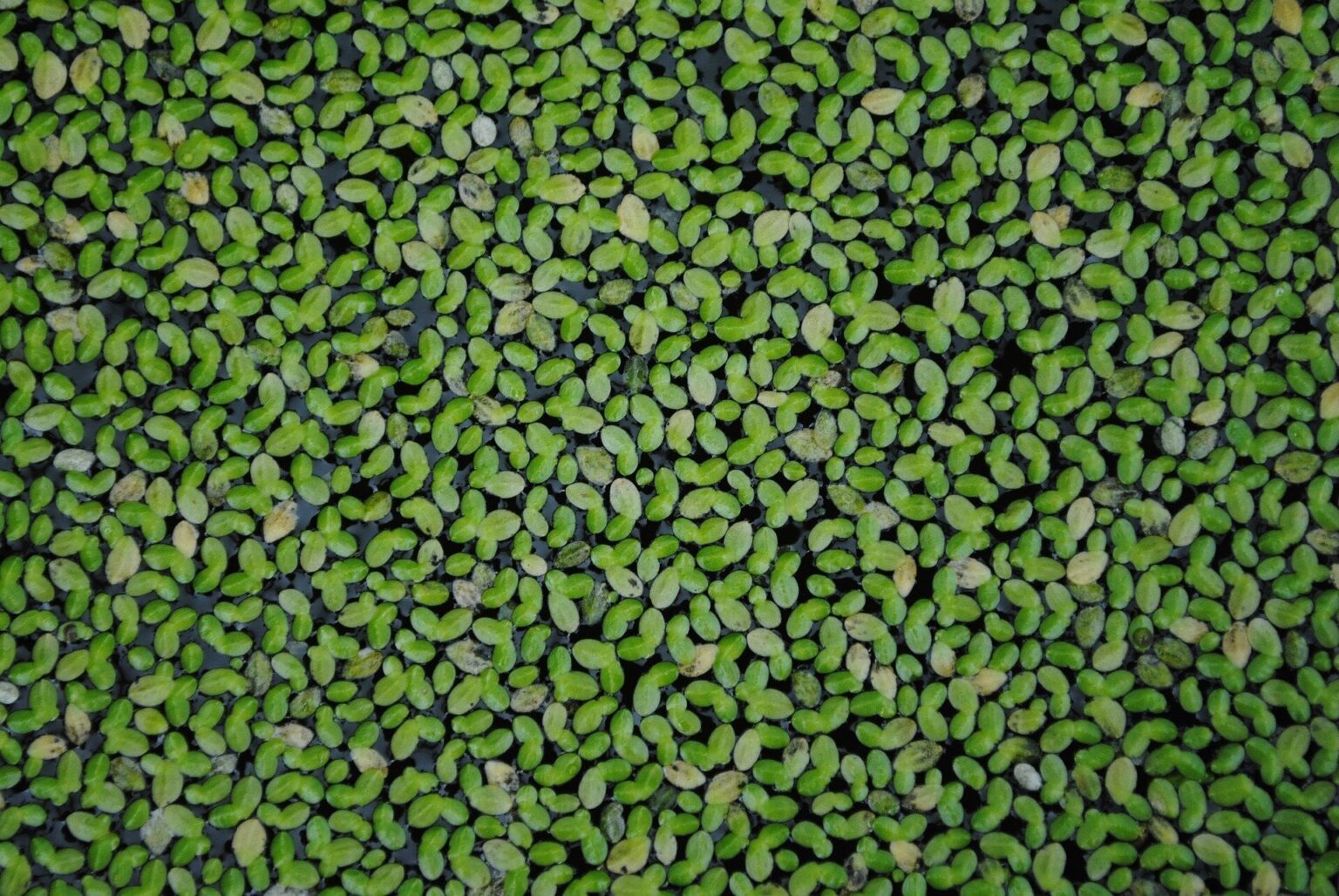 Duckweed, a small aquatic plant, could revolutionize the food of tomorrow