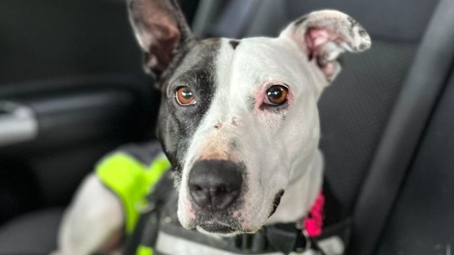 Scotland's 'loneliest dog' Roxy finds forever home after 767 days at SPCA shelter