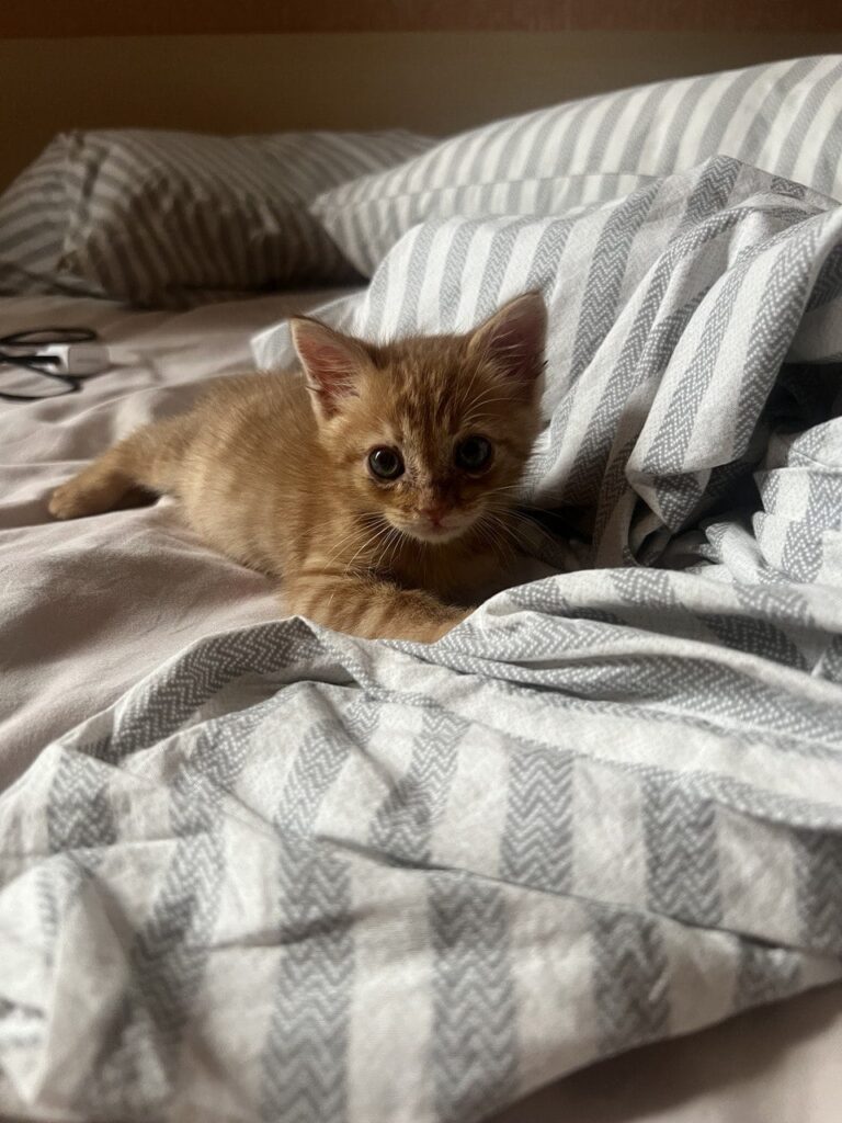 Kitten in good hands