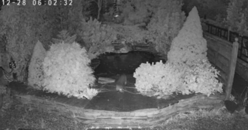 Otter caught on CCTV breaking into garden centre and eating £10,000 of koi carp