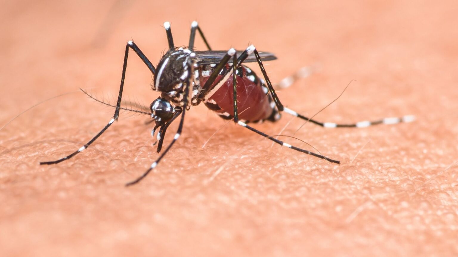Scientists create living mosquito repellent from human skin bacteria | New bacteria design reduces mosquito attraction by up to 64.4% and lasts over a week.