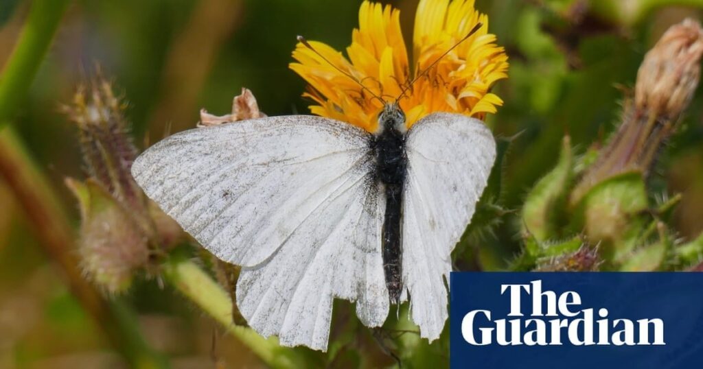 ‘Warning sign to us all’ as UK butterfly numbers hit record low