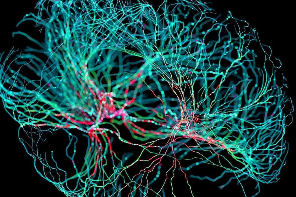 Nerve fibres in the brain could generate quantum entanglement | New Scientist