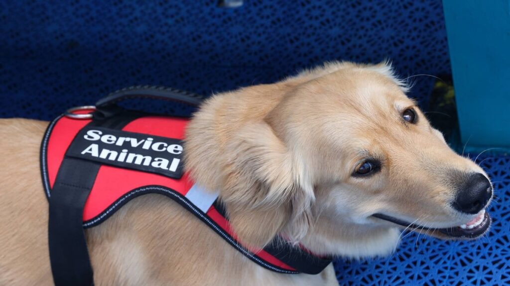 Police officer sues force after being told he could not bring autism assistance dog to work