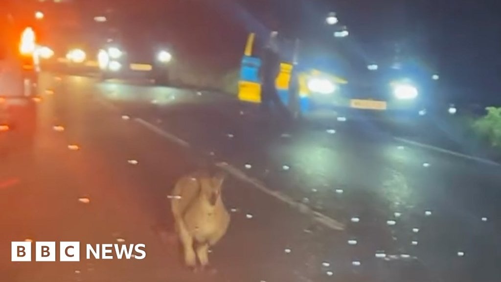 Wallaby in Cornwall dies after vehicle collision