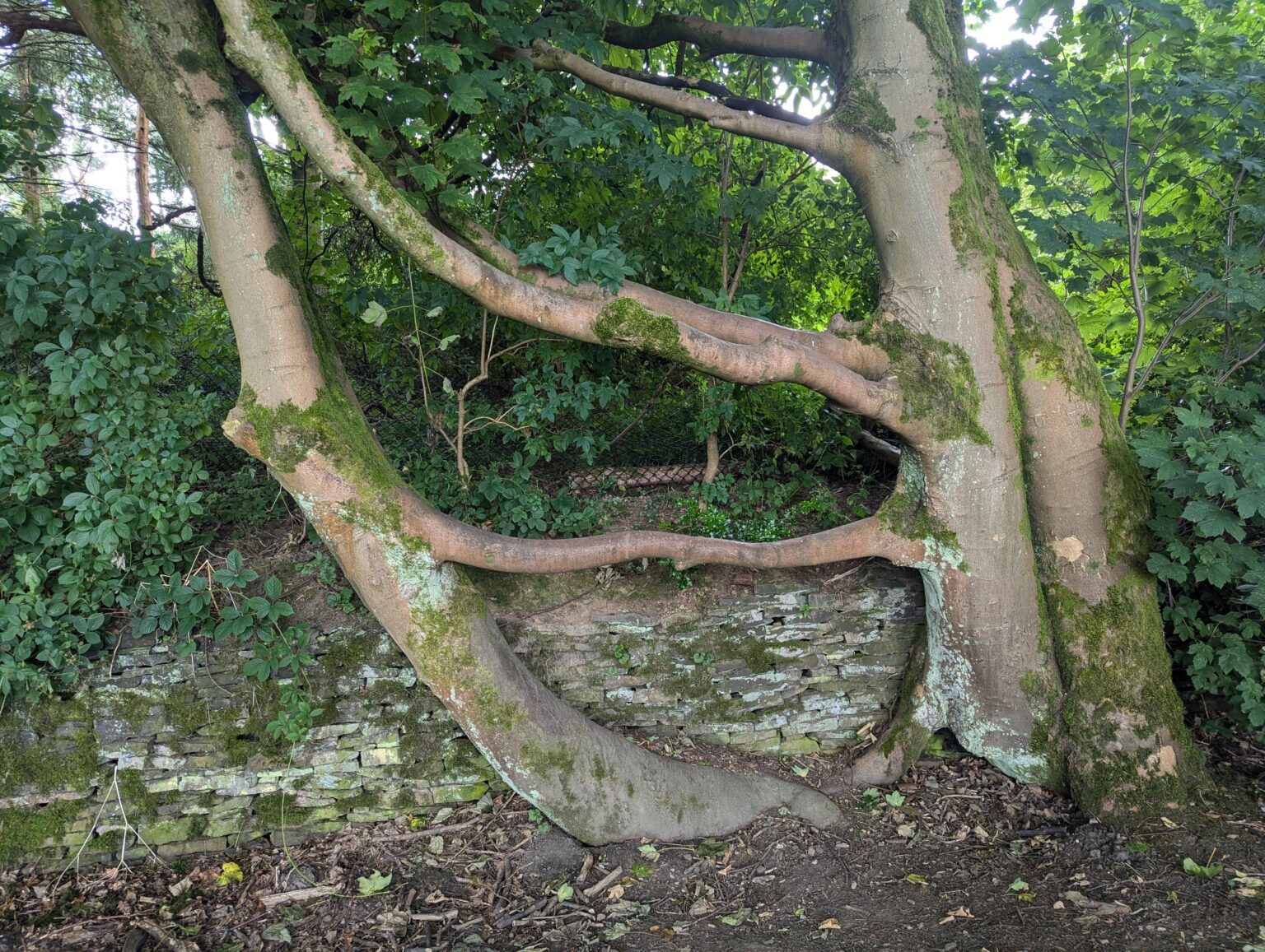Odd tree?