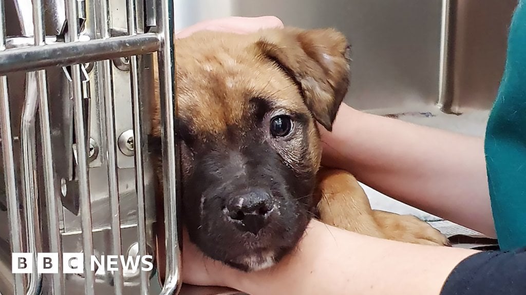 Animal cruelty on a 'sharp rise', says RSPCA
