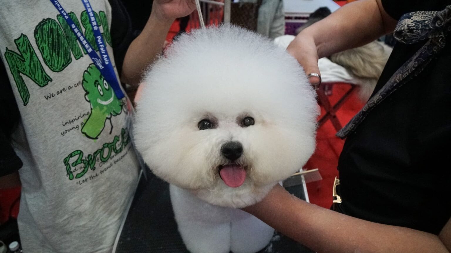 China will have nearly twice the pets than young children by 2030, Goldman Sachs says