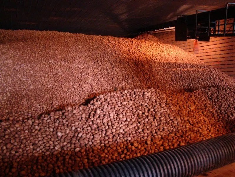 Crucial maleic hydrazide update: Key to long-term potato storage success, says potato storage specialist
