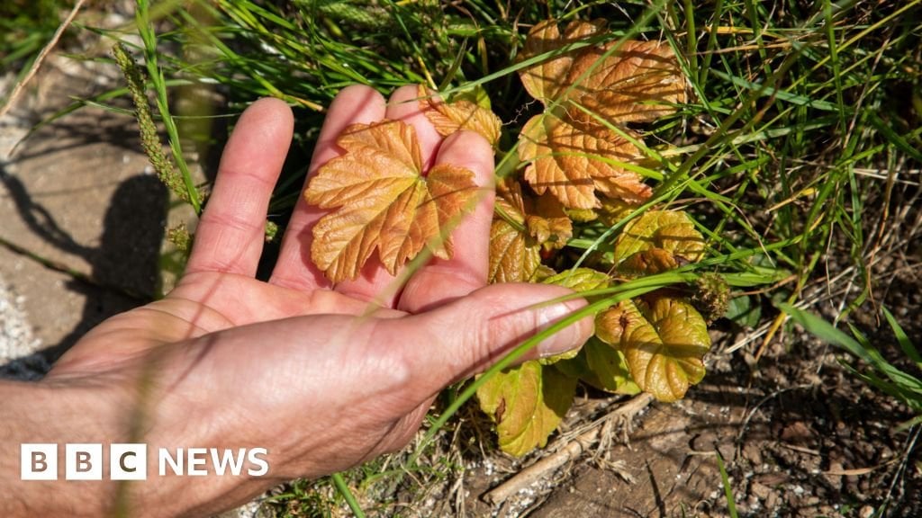 Sycamore Gap tree: Signs of life growing from stump