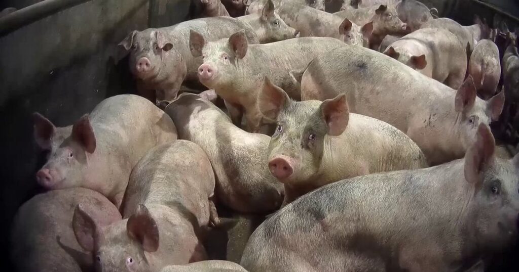 Abattoir for products sold in UK's biggest supermarket used 'excessive force'