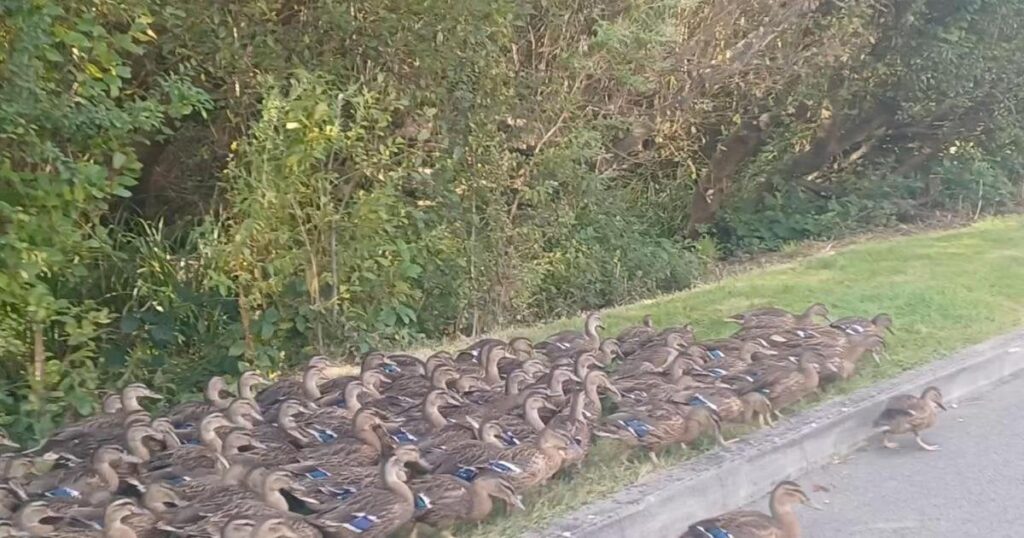 Over 80 ducks seen waddling along busy Sussex road