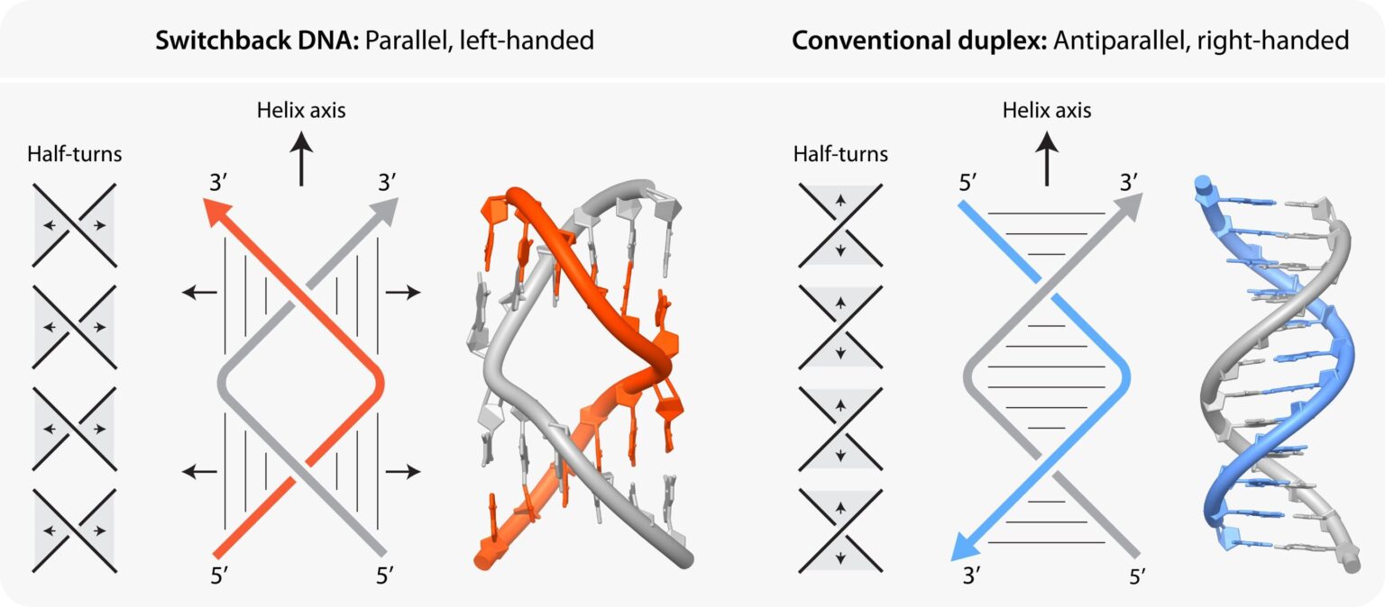 The shape of molecules to come: A Q&A on designing DNA nanostructures for biomedical applications