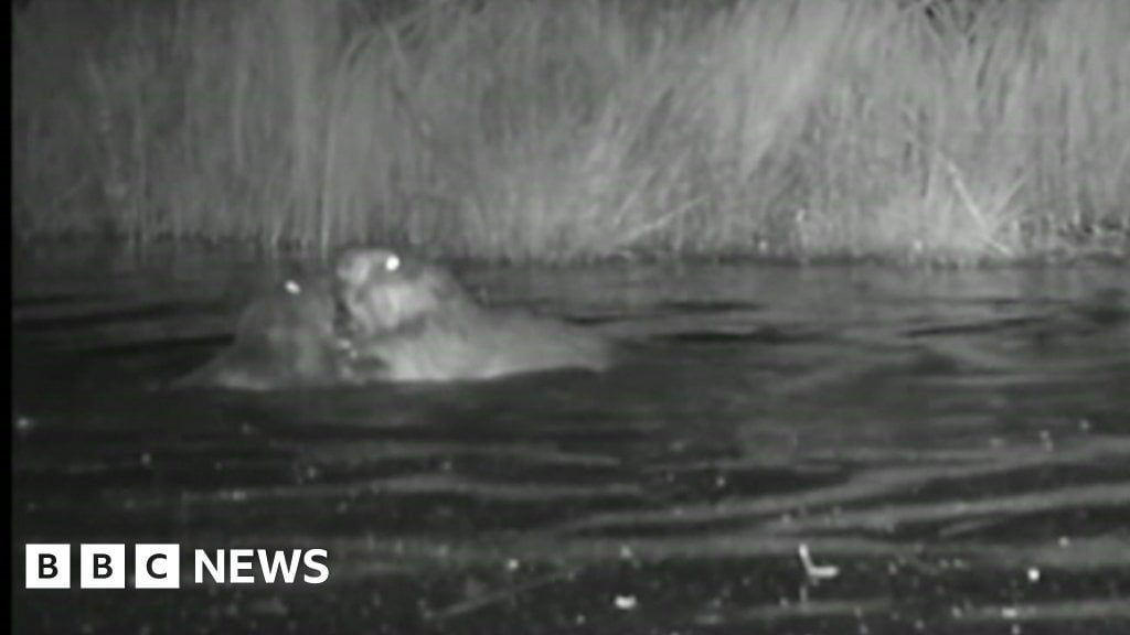 First baby beavers born in urban London for 400 years