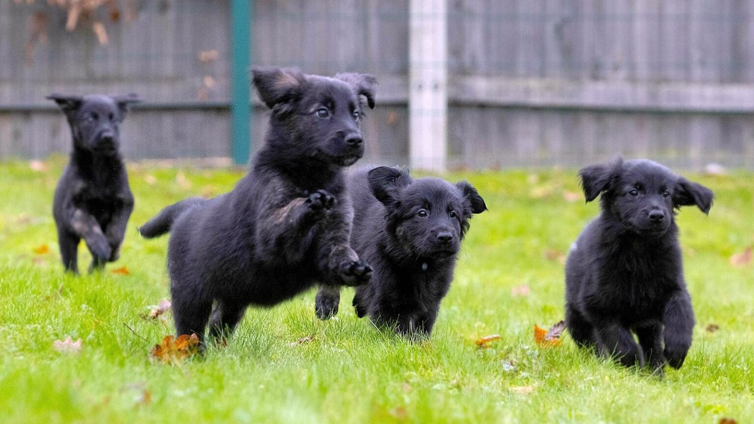 Scottish government announces plans to introduce strict licensing framework for canine fertility businesses Scottish government announces plans to introduce strict licensing framework for canine fertility businesses