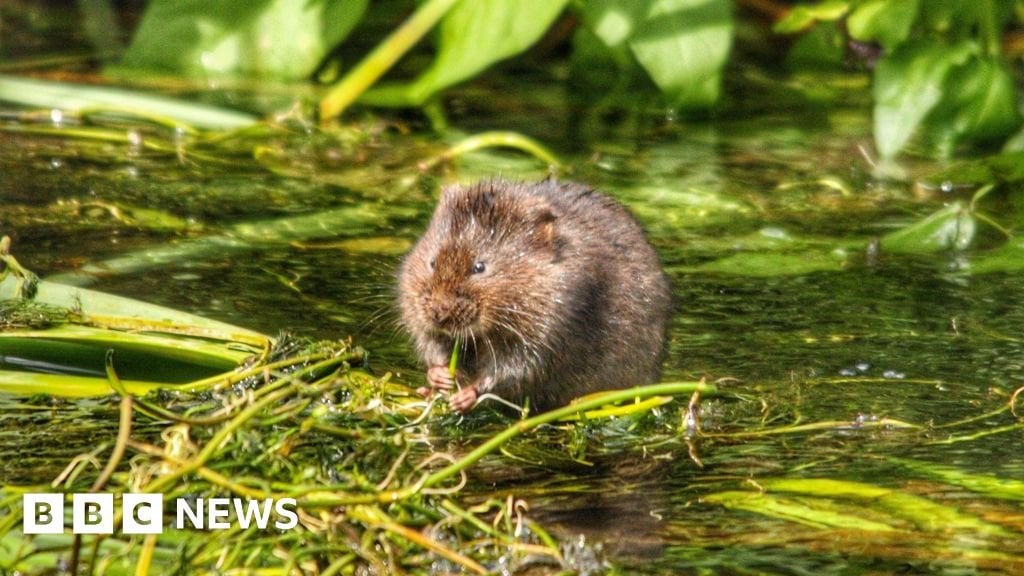 Endangered water voles make home in York city park