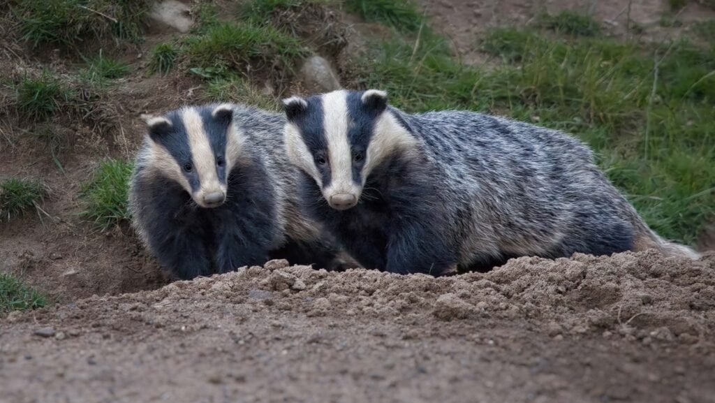 Labour drops plans for 'targeted' culling of badgers - Farmers Weekly