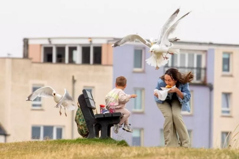Scottish sandwich shop to add £1 'seagull insurance' as birds pinch customers' food