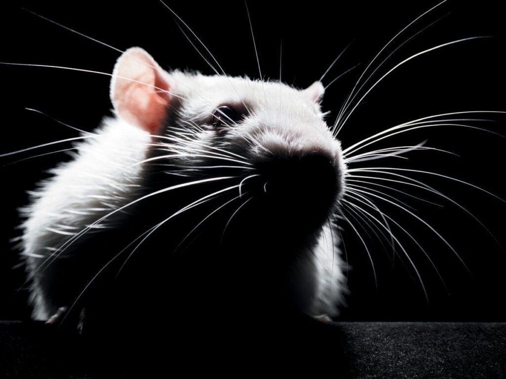 Can better biotech finally replace lab animals?