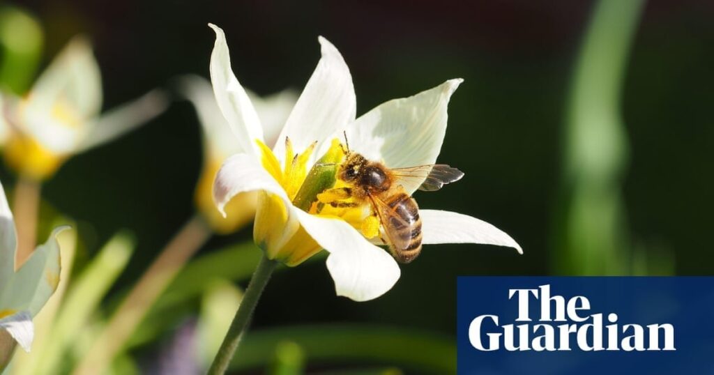 Revealed: Tories failed to do impact check before approving banned pesticide