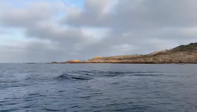 Whale in Cabo de Palos