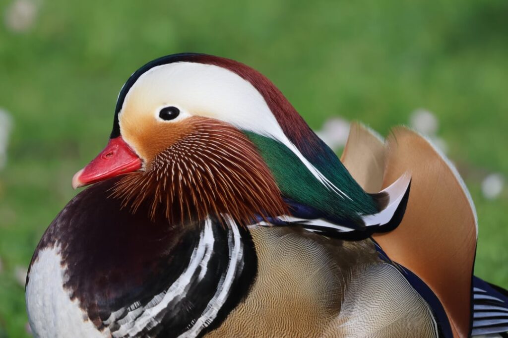Mandarin duck (Aix galericulata) in A Coruña, Galicia