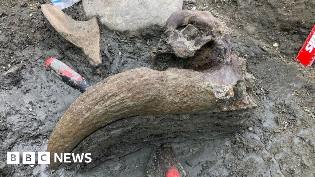 Mammoth graveyard yields more fossil wonders