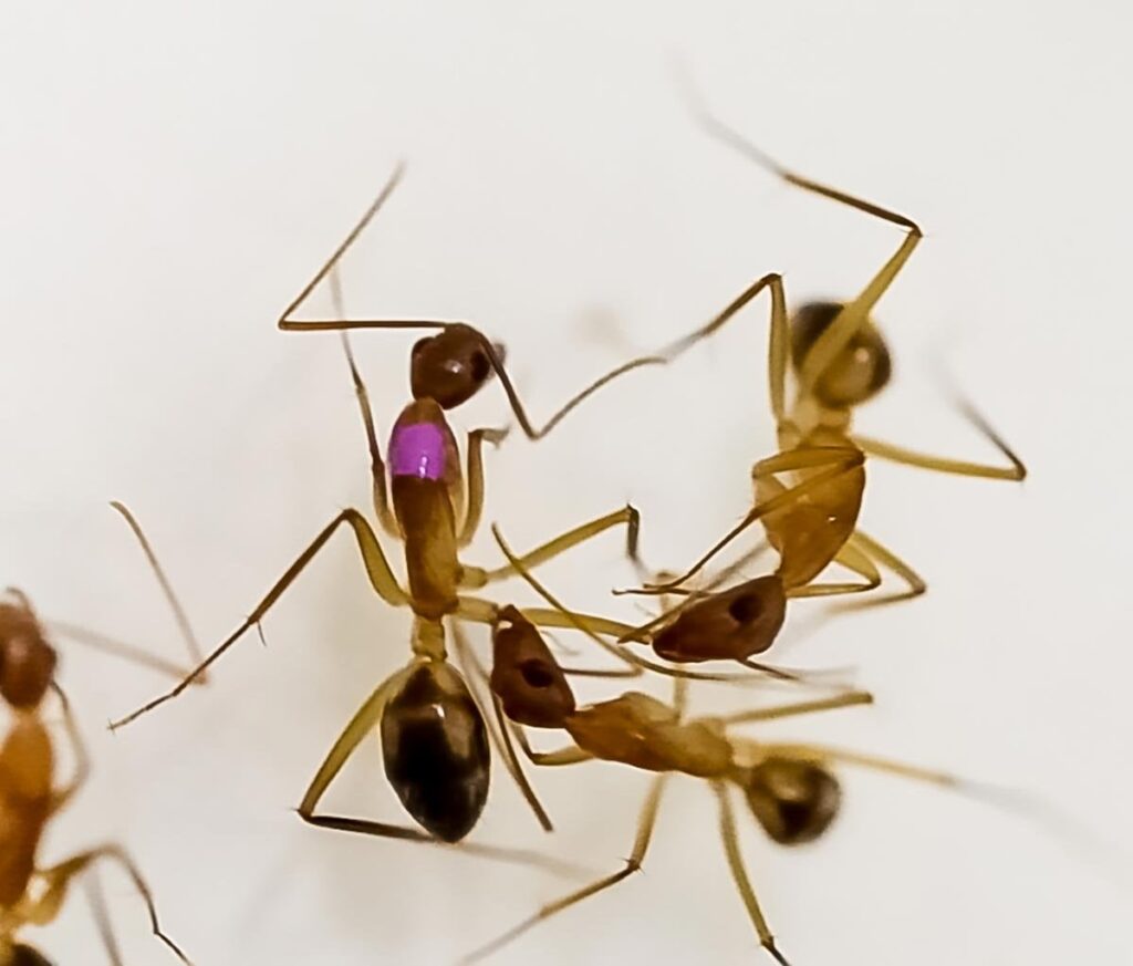 Meet the Ants That Can Perform Surgery to Save Lives