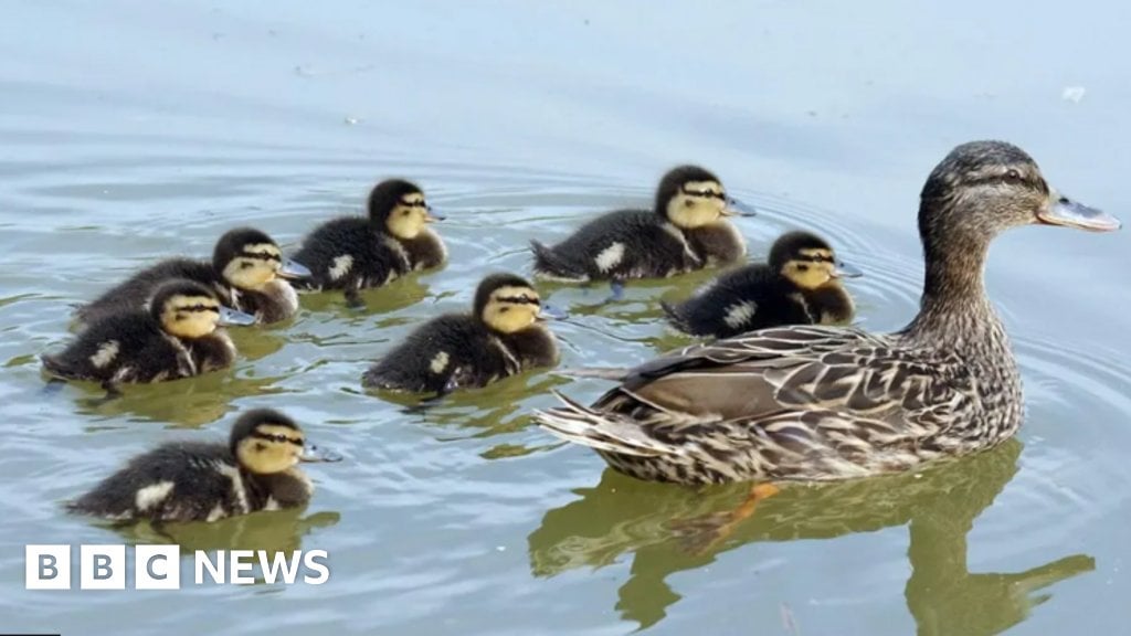 Merton Council apologises to woman, 82, fined for feeding ducks