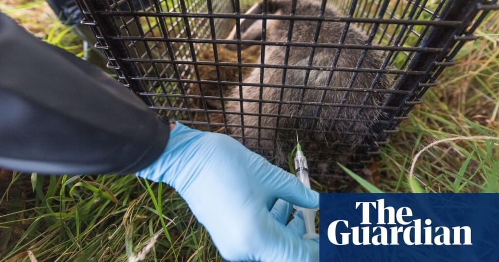 Vaccinating badgers more effective than culls in stopping bovine TB, study finds Vaccinating badgers more effective than culls in stopping bovine TB, study finds