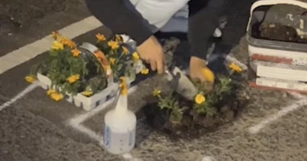 Fed-up Sussex man goes viral on TikTok by planting flowers in potholes