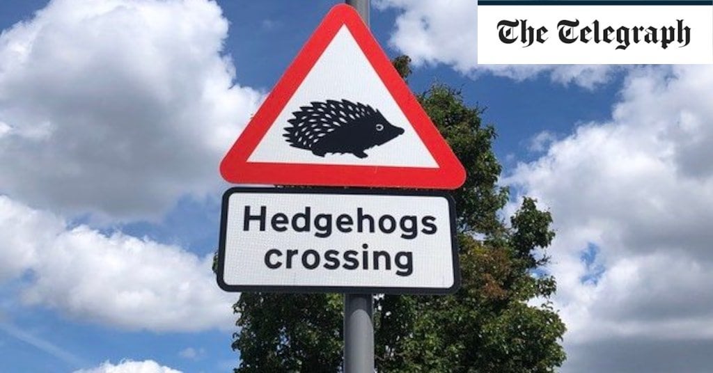 England's first official hedgehog crossings installed to help save the species