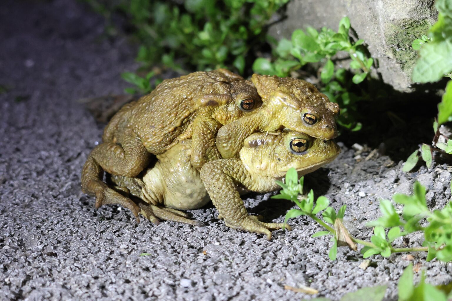 Iberian toads (Bufo spinosus) being very affectionate in Cantabria