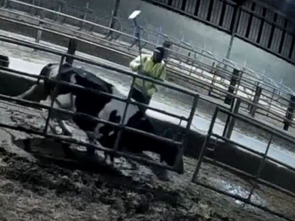 Cows on farms supplying M&S and Muller kicked, punched, hit with chains and sworn at in shocking footage | The Independent
