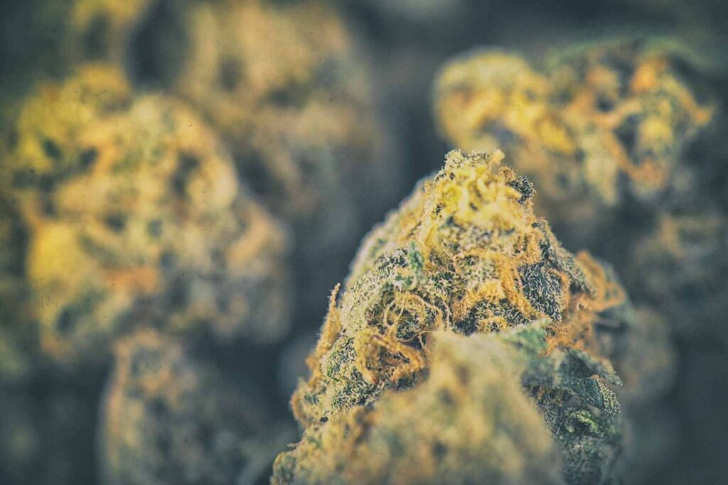 Cannabis legalisation could be worth £9.5 billion per year to the UK - leafie
