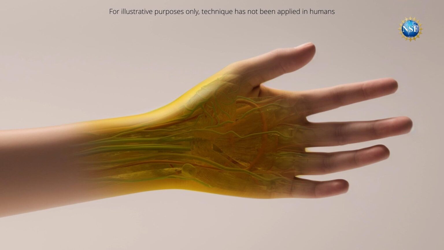 A Window Into the Body: Stanford Scientists Use Food Dye to Make Skin Temporarily Invisible