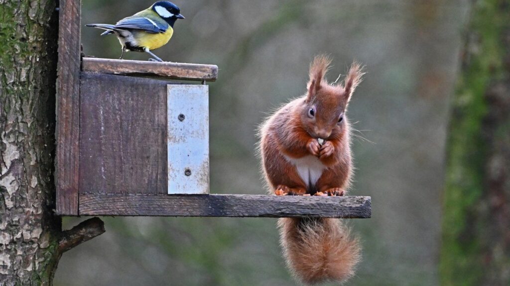 Red squirrels beat grey rivals in fight for survival