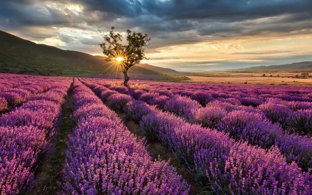 When spring arrives, you can't miss a visit to the lavender fields of Brihuega!